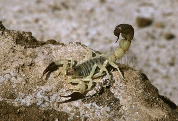 Fat-tailed scorpion in the Sahara South Tunisa