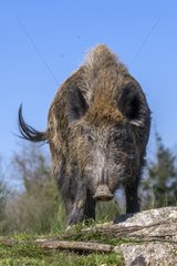 Eurasian wild boar buck in a clearing - France