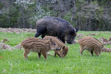 Eurasian wild boar female and young - France