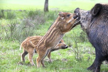 Eurasian wild boar male and young playing - France