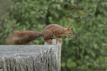 Eurasian red Squirrel climbed on a wooden picket