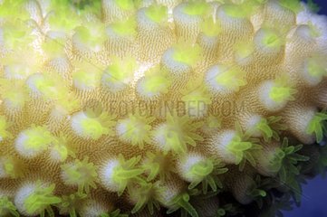Polyps Coral open night Tuamotu French Polynesia