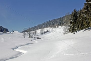 Paysage du Jura et trace de chevreuil dans la neige