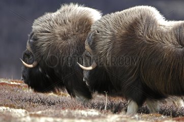 Muskoxes in the tundra Dovrefjell Park Norway