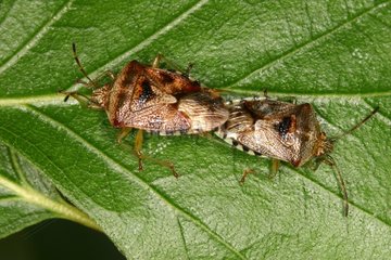 Parent bugs mating on a leaf Belgium