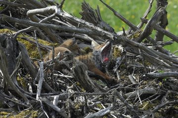 Young Red Fox lying on a pile of branch Vosges France