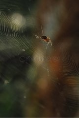 Spider on his canvas in the forest Pennedepie Honfleur