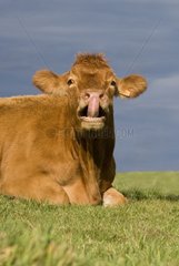 Cow Limousine in the grass pulling its tongue out France