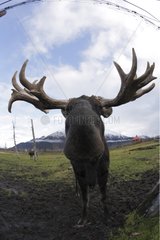 Eurasian Elk male Alaska