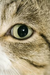 Auge einer europäischen Katze mit dem erweiterten Pupille Frankreich