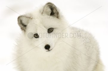 Arctic fox portrait in snow