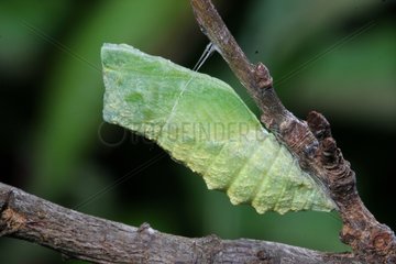 Chrysalis of Old World Swallowtail France