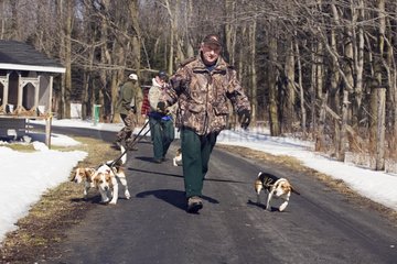 Beagles und ihr Meister vor einem Tracking Contest Quebec