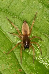 Sac spider female Annevoie Belgium
