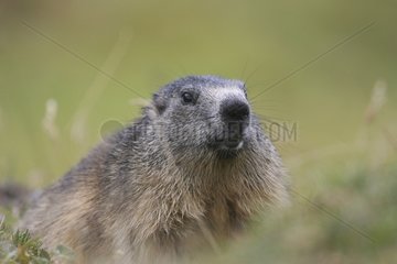 Close-up of a Woodchuck in Autumn Switzerland