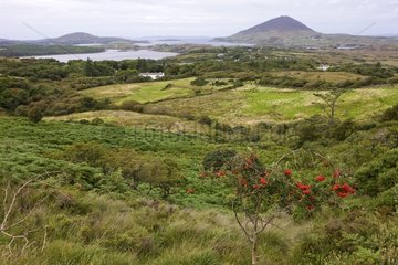 Landschaft von Connemara NP Irlande