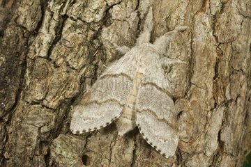 Nocturnal Butterfly resting on a tree trunk France