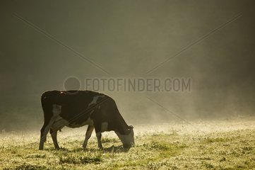 Cow grazing in a field Pays Basque France