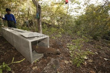 Capture d'un Varan de Komodo pour étude Indonésie
