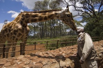Giraffe and trainer at Giraffe Center Nairobi Kenya