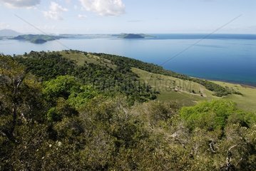Revegetalisierung von Adry Forest Neukaledonien