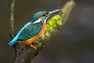 Common Kingfisher perched on a dead branch Bavaria