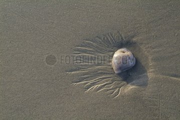 Drawing of sand and pebble on a beach of Normandy
