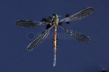 Libellefly fiel in Wasser Vosges France