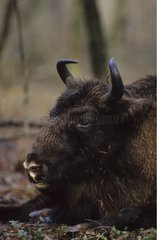 Female Bison of Europe Bialowieza Poland