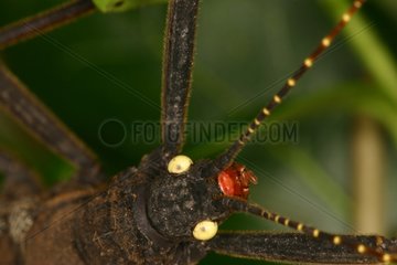 Stick Insect head in a breeding
