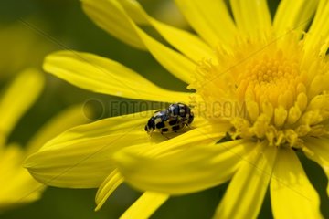Coupling of Fourteenspotted Lady Beetles on a flower
