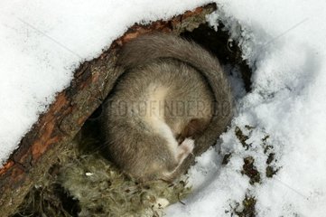 Winterschlafgrau -Loir in seinem Nest  umgeben von Schnee