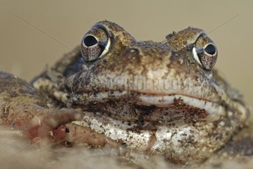 European frog La Godivelle France