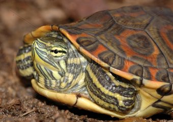 Neugeborene Schildkröte beobachten Nicaragua