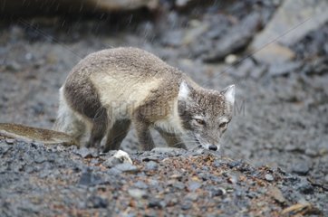 Arctic Fox in summer fur and seeking food Spitsbergen