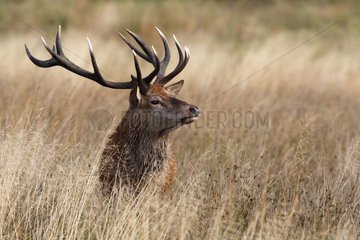 Stag lying in the high grass autumn GB
