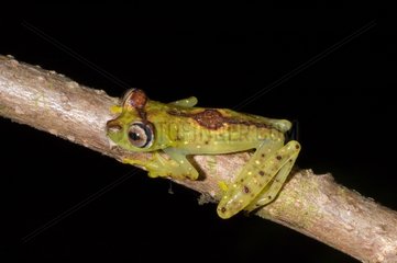 Ornate Treefrog on a branch French Guiana