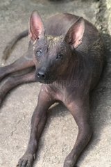 Mexican Hairless Dog Yucatan State Mexico