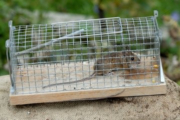 Long-Sailed Field Maus in Trap Frankreich gefangen