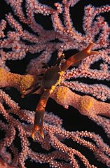 Black Coral Crab on a Sea fan Shrimp Indonesia