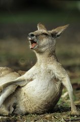Femelle Kangourou gris de l'est couchée Australie