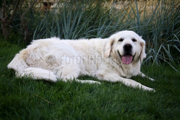 A Golden Retriever white lying in the grass