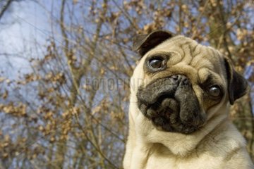 Portrait of a dog Carlin France