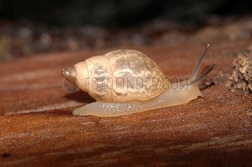 Snail crawling Saint-Laurent Guyana