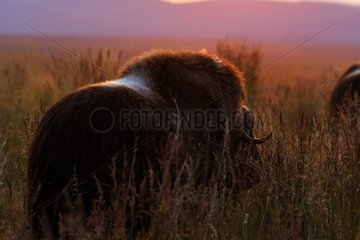 Muskox at sunset Alaska USA