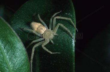 Crab Spider on leaf France