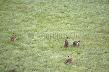 Europäische Hasen im Gras -Naturpark von Verdon Frankreich