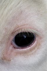 Nahaufnahme eines Auges von Holstein Kalbfleisch Frankreich