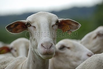 Portrait of a Ewe of Lacaune breed