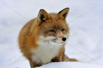 Red Fox in snow Haelsingland province Sweden